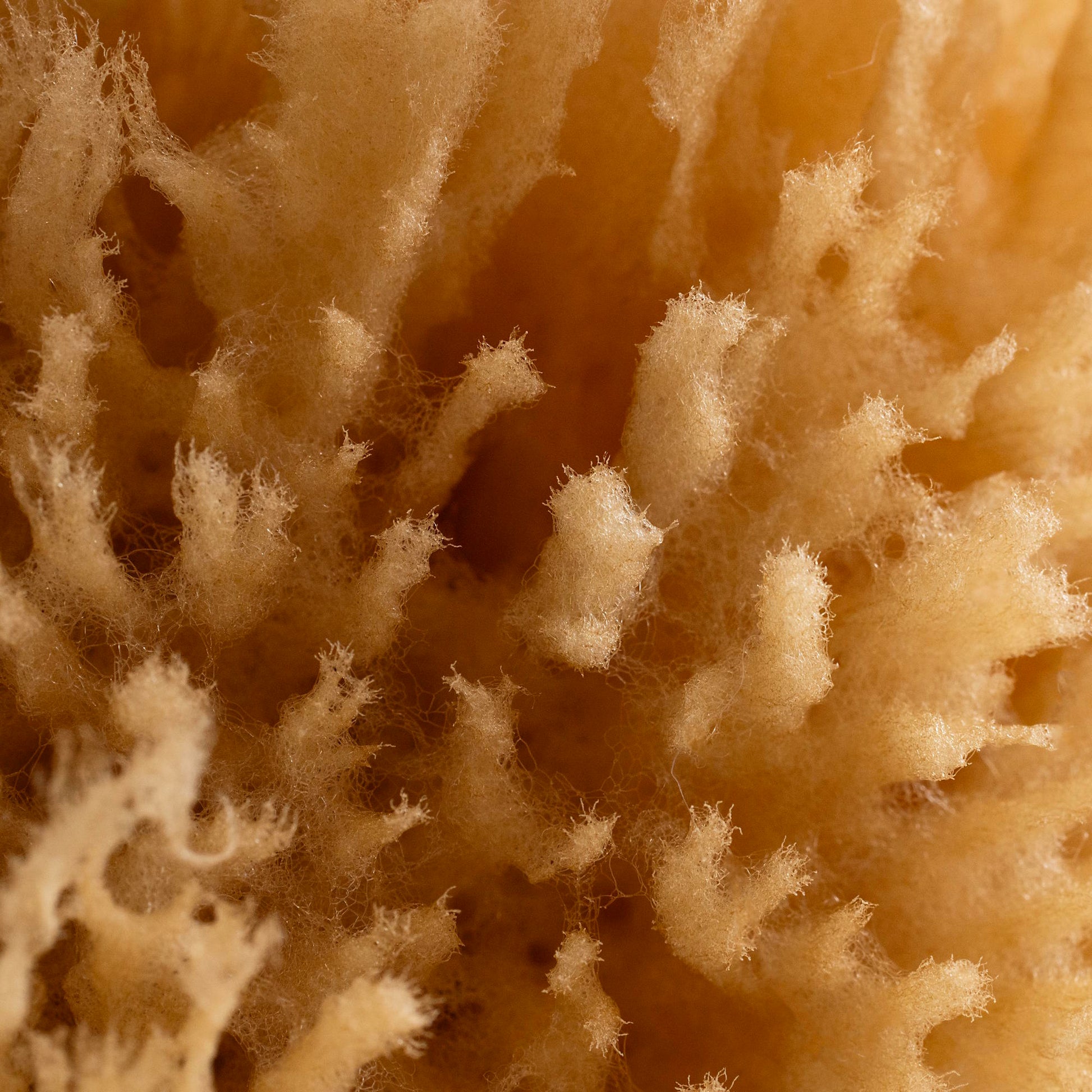 Exfoliating Grass Sea Sponge - Osadia Concept Store