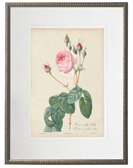 Vintage pink rose print matted in a cream mat in a beaded pewter frame sized 16x20