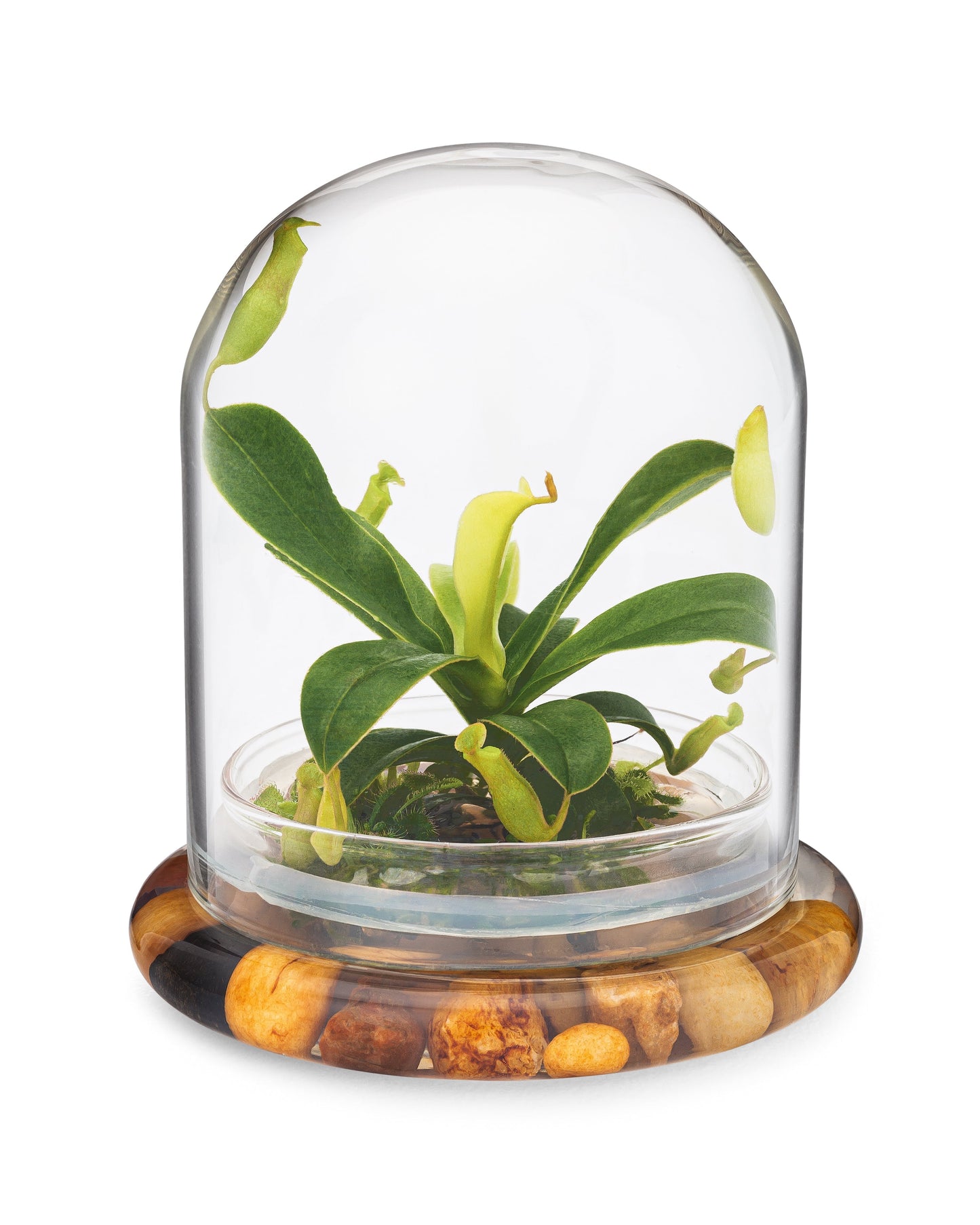 Live Pitcher Plant Terrarium, Nepenthes Tobaica with Moss, Must-have Home Décor