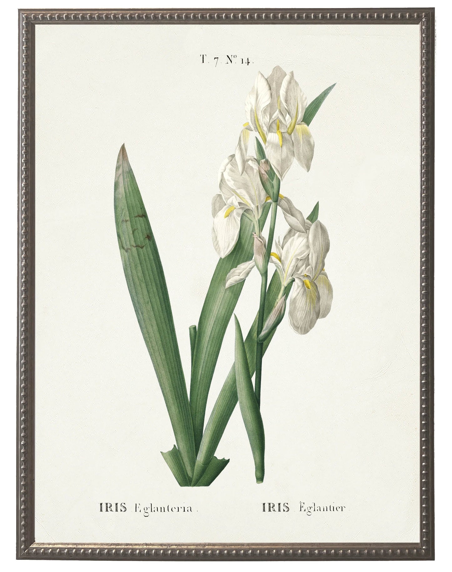 White iris on white background