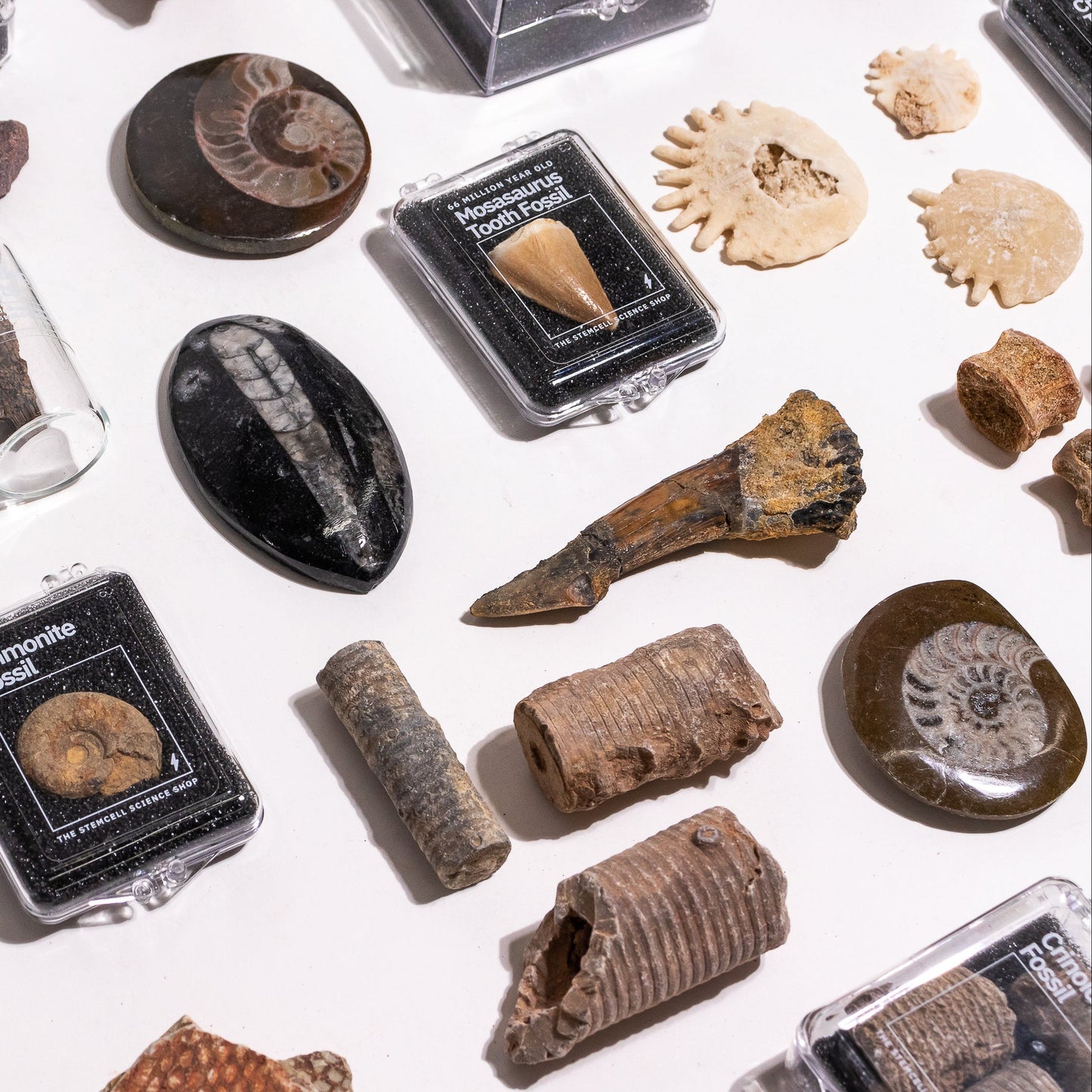 Prehistoric Fossil Collection