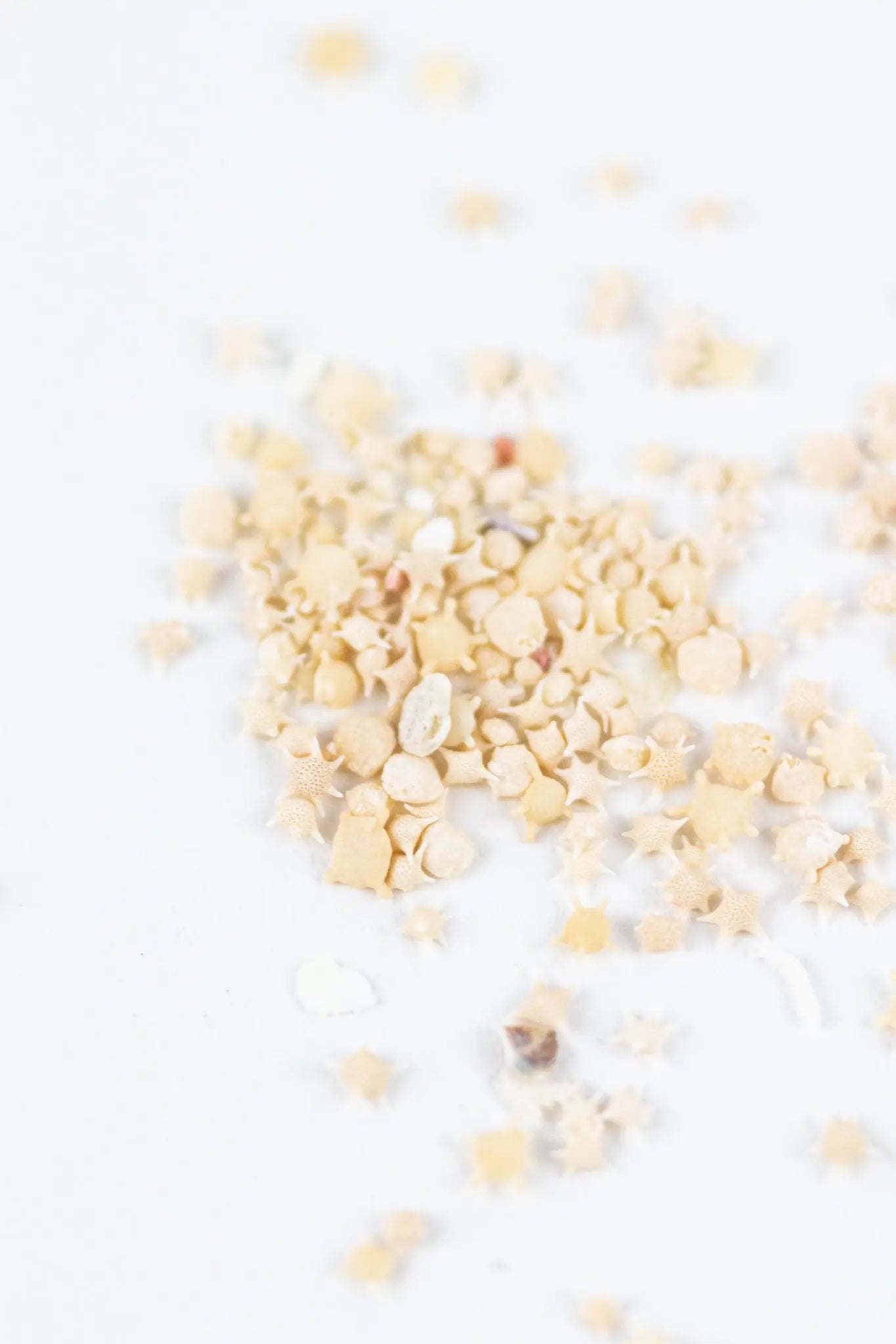 Japanese Star Sand