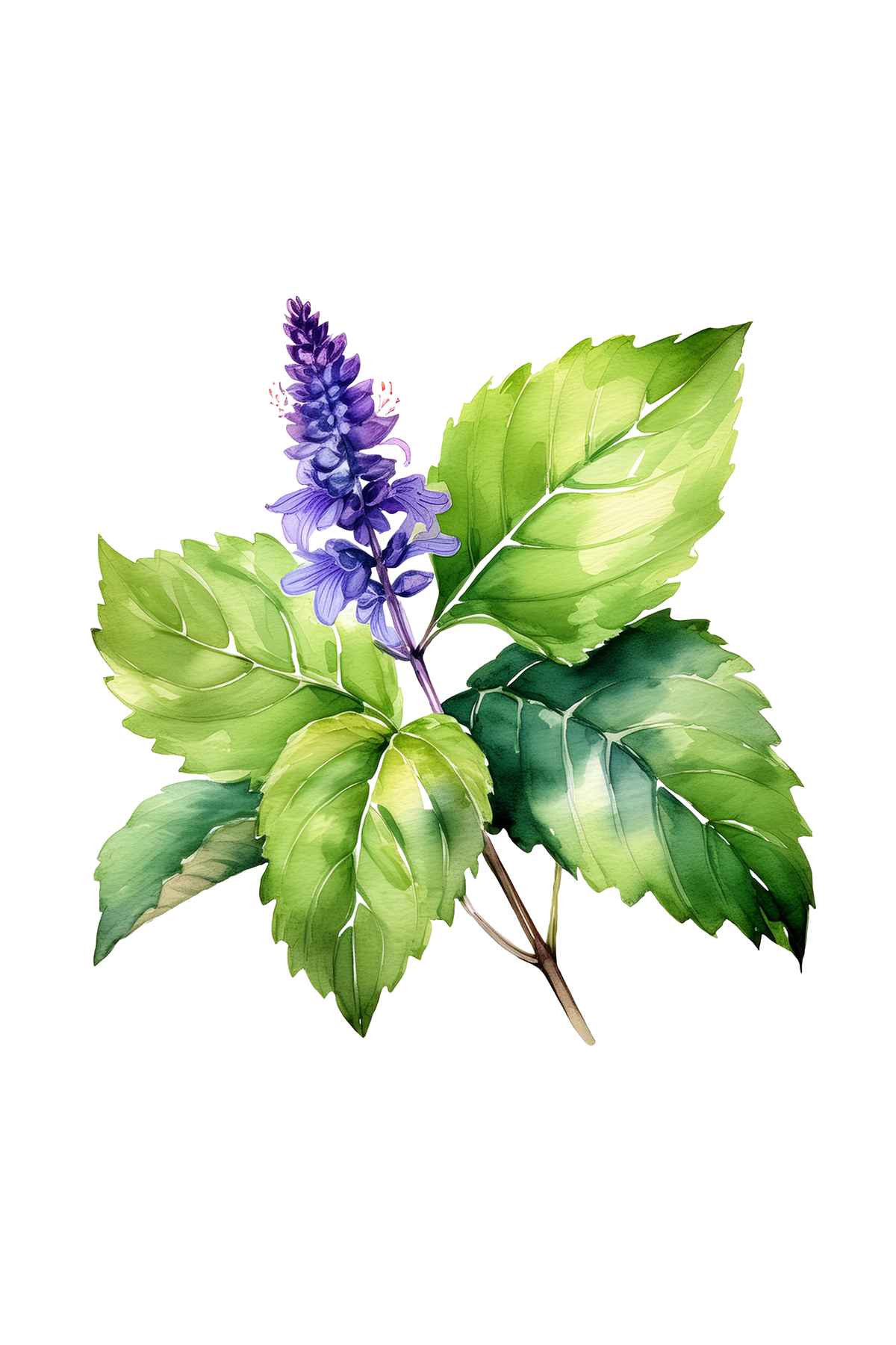 Patchouli Essential Oil