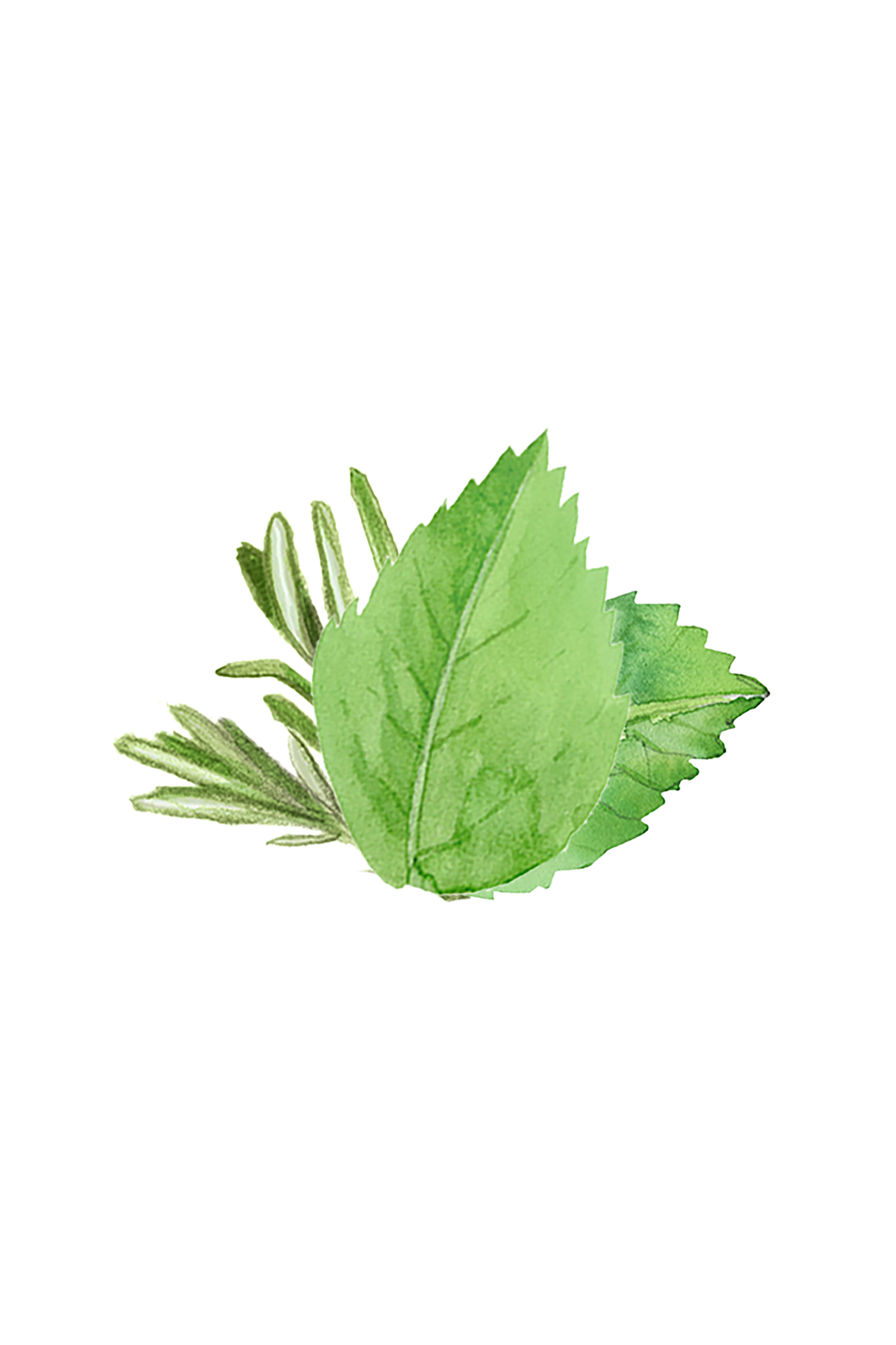 Moisturizing Body Wash | Rosemary & Mint