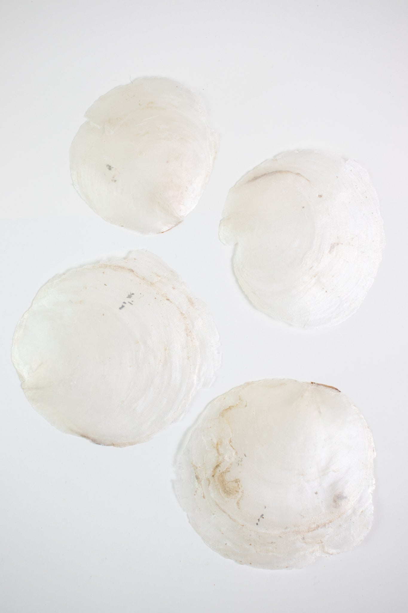 Windowpane Oyster Shell (Single)